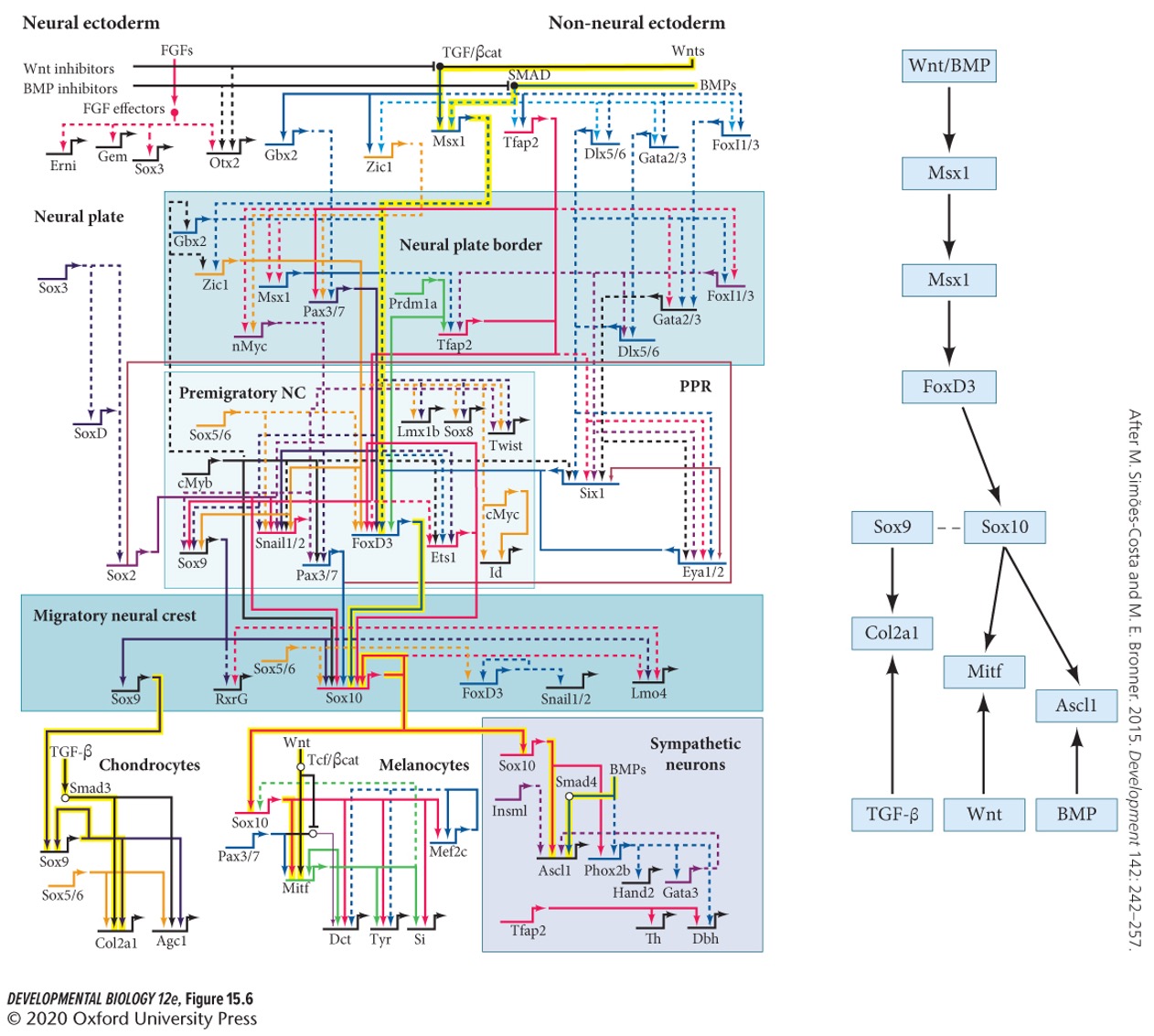 B + C) Sox9 and Snail