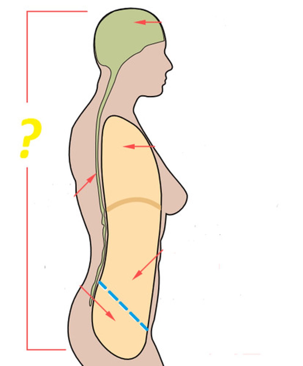 <p>Toward the back of the body</p>