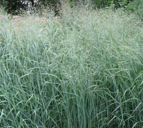 <p>denser panicles, leaves go all the way up the stem, more branchlets</p>
