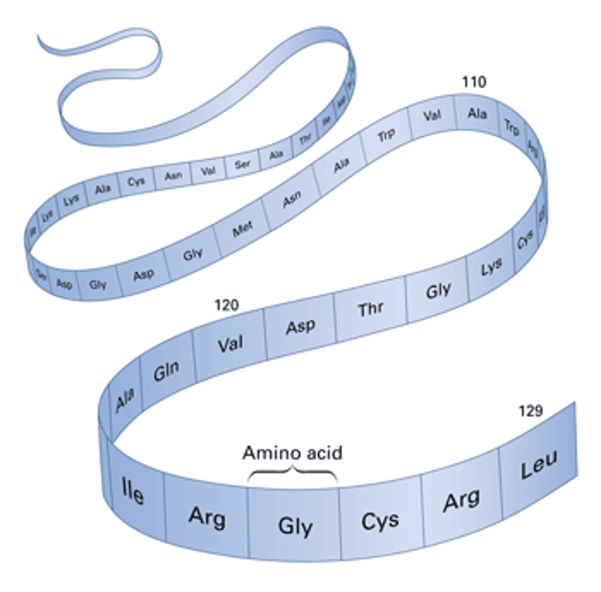 <p>This type of protein structure is the specific linear sequence of amino acids that make up a polypeptide chain.</p>