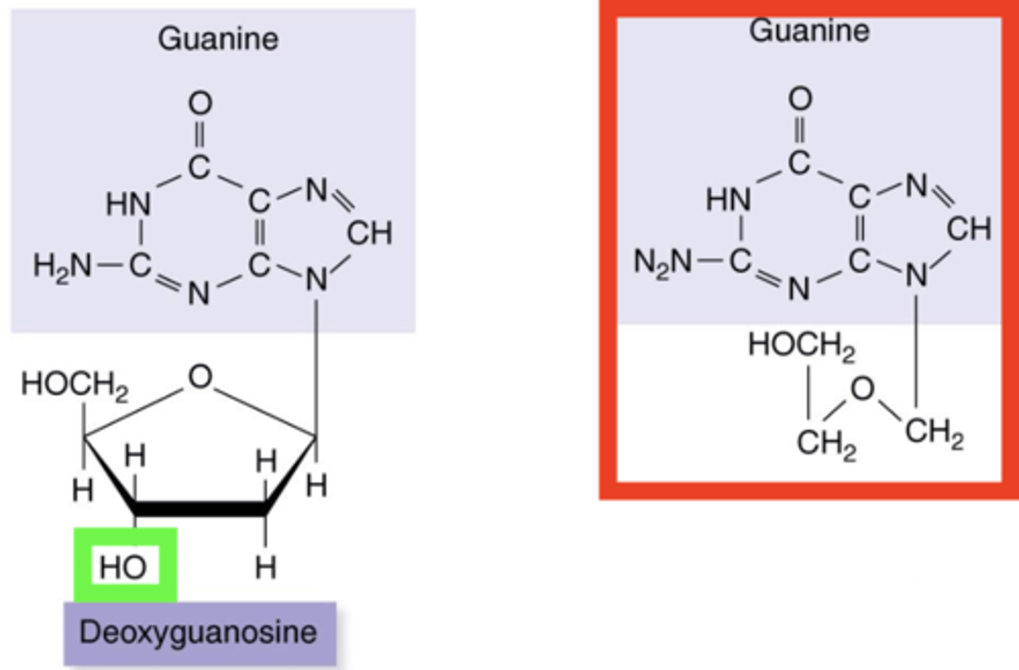 <p><strong>Nucleoside Analogs</strong></p><p></p><p>- Nucleoside analog and drug</p><p>- Compatible with phosphorylator thymidine kinase</p><p>- Prevents further elongation of DNA during synthesis</p>