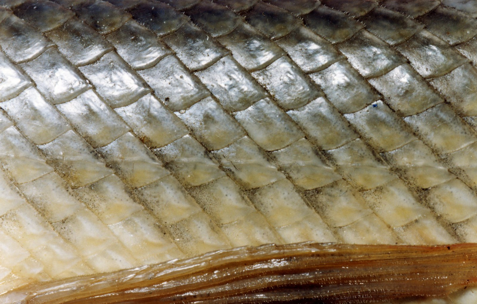 <p>what type of scales are these</p>