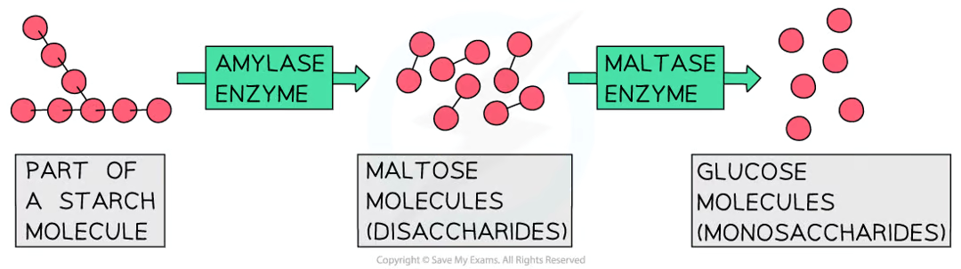 <ul><li><p>enzymes that break down <strong>carbohydrates </strong>into simple sugars such as <strong>glucose</strong></p></li><li><p><strong>amylase </strong>breaks down <strong>starch </strong>into <strong>maltose</strong></p><ul><li><p>it is made in the <strong>salivary glands, the pancreas </strong>and the <strong>small intestine</strong></p></li><li><p>amlyase from the salivary glands gets <strong>denatured </strong>in the stomach acid and must be <strong>replaced </strong>by amylase from the pancreas in the small intestine</p></li></ul></li><li><p><strong>maltase </strong>then breaks down maltose into <strong>glucose</strong></p></li></ul><p></p>
