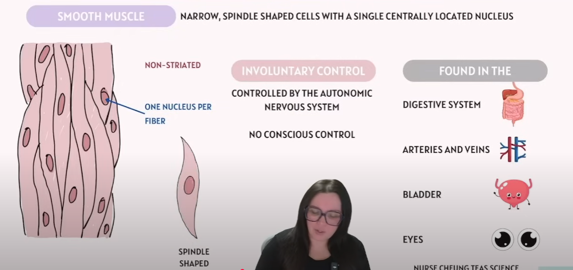 <p>(Involuntary)</p><p><strong>Narrow, Spindle shaped cells</strong> with a single centrally located nucleus.</p><p>Non-Striated = <span>In anatomy, "non-striated" refers to <strong><mark data-color="rgba(0, 0, 0, 0)" style="background-color: rgba(0, 0, 0, 0); color: inherit">muscle tissue that lacks the characteristic striped appearance (striations) seen under a microscope</mark></strong>.</span></p><p>Controlled by Autonomic Nervous System</p><p>aka No Conscious control</p><p><strong>Can be found in </strong></p><ol><li><p>Digestive system</p></li><li><p>Arteries and Veins</p></li><li><p>Bladder</p></li><li><p>Eyes </p></li></ol><p></p>