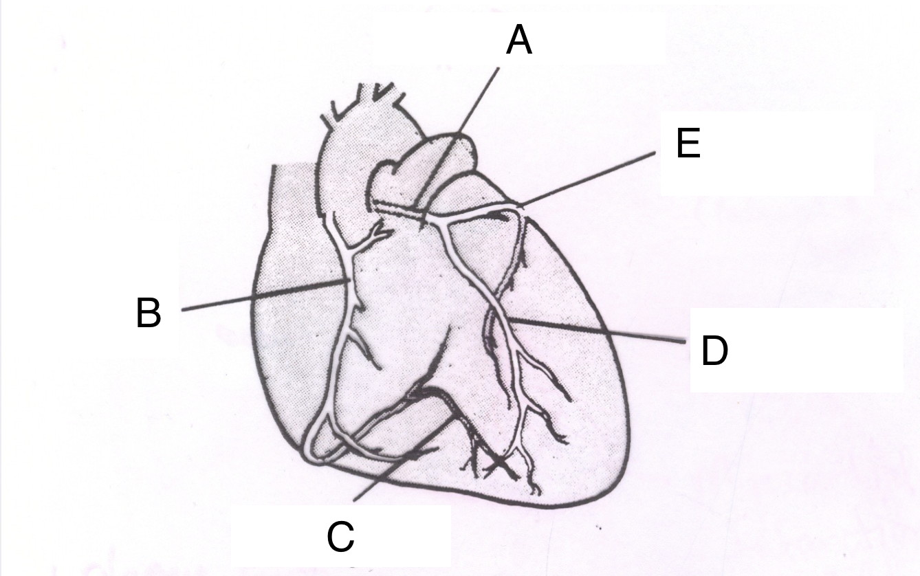 <p>Structure E is the <em>_____________ ___________.</em></p>