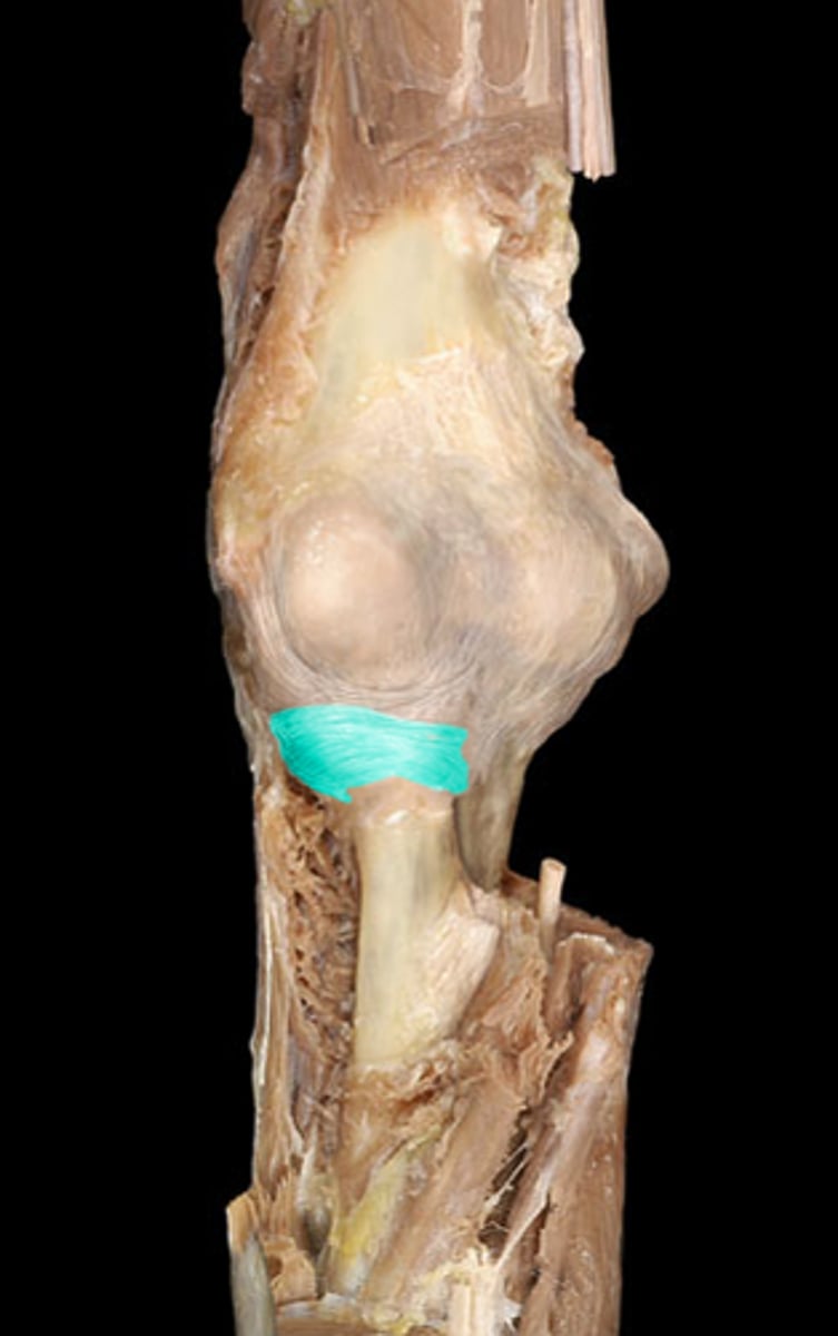 <p>"Circular"</p><p>Wraps around the head of the radius to the ulna</p>