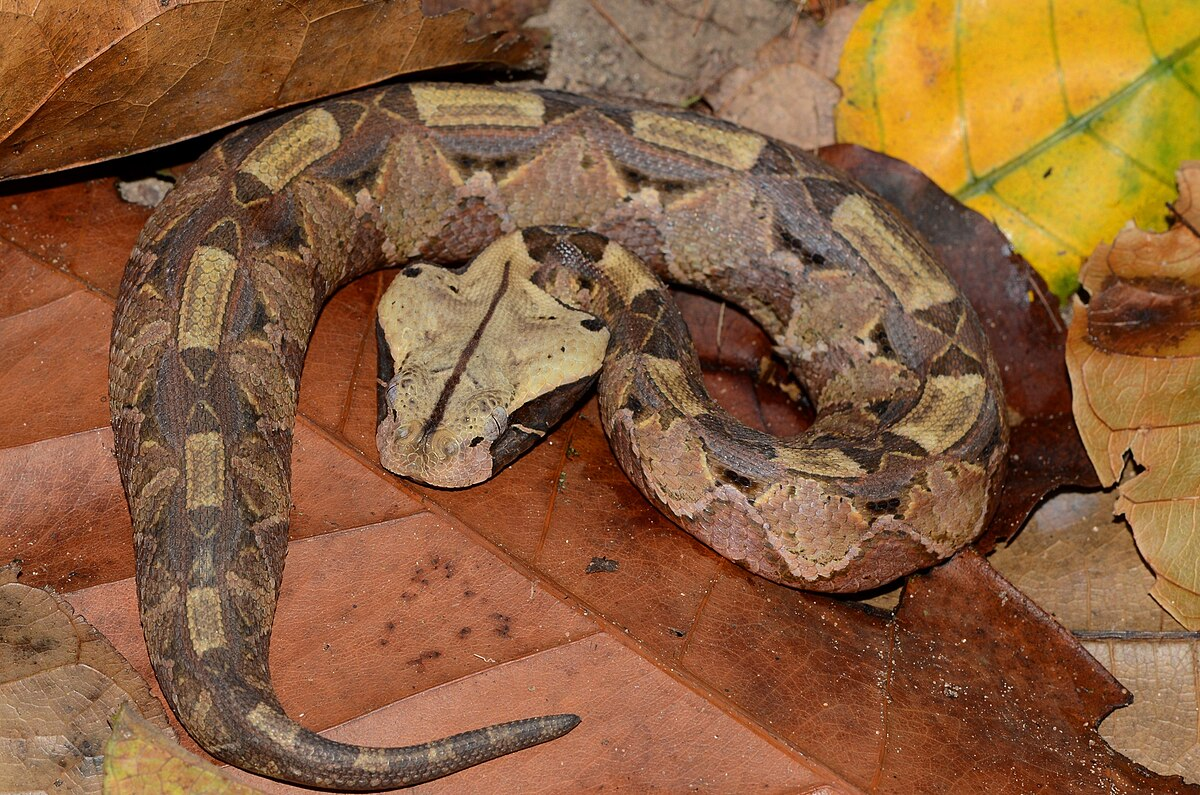 <p><span><span>Gaboon viper</span></span></p>