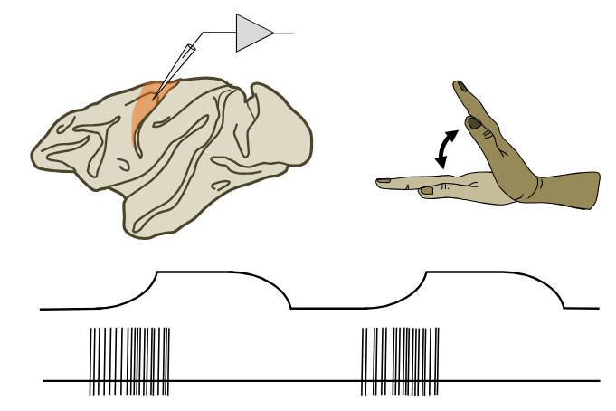 <p>Neurons in primary motor cortex fire before and during voluntary movements of contralateral muscles.</p>