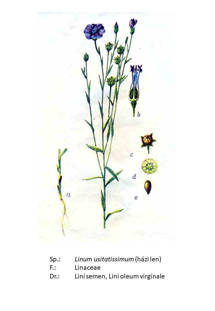 <p>házi len</p>