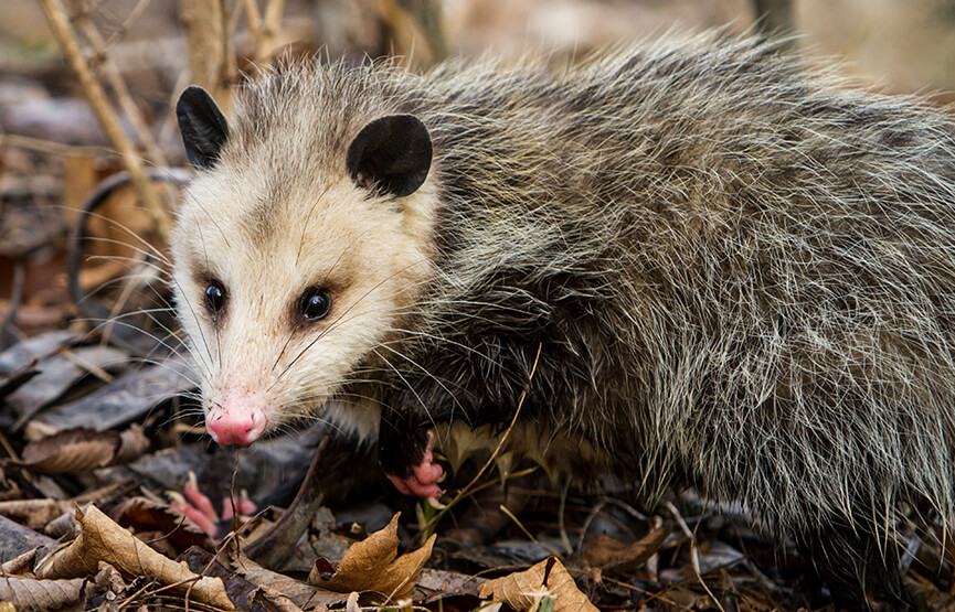 <p>Opossum order and family; infraclass Metatheria</p>