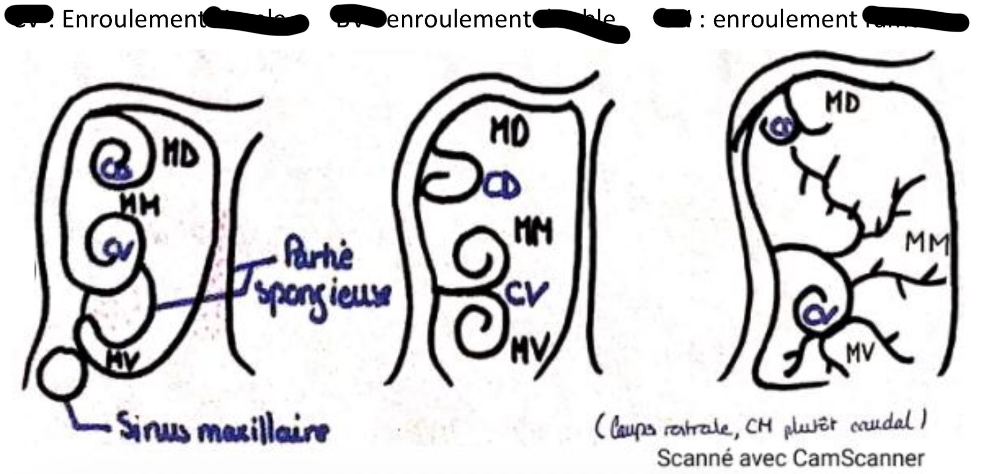 term image