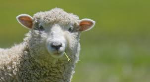 <p>sheep</p>