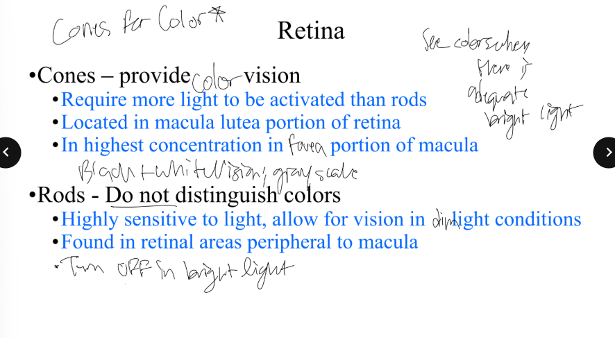 <p>compare &amp; contrast cones and rods. (light sensitivity, location, etc) </p>