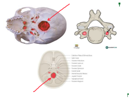 <p><strong>OPENING (HOLES) IN THE BONE</strong> that <strong>GIVES PATH FOR BLOOD VESSELS/NERVES</strong></p>