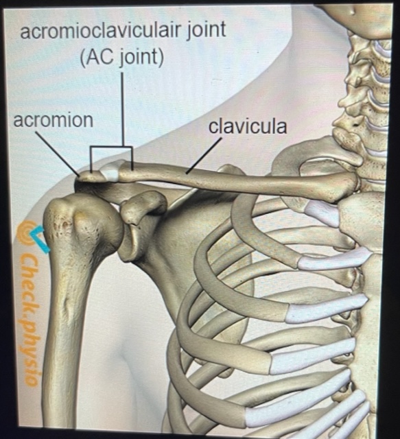 <ul><li><p>joint in the shoulder where 2 bones meet</p></li></ul><ul><li><p>Arthrodial classification</p></li><li><p>20º-30º of gliding &amp; rotational motion accompany shoulder girdle &amp; shoulder joint motions</p></li><li><p>often injured</p></li></ul>