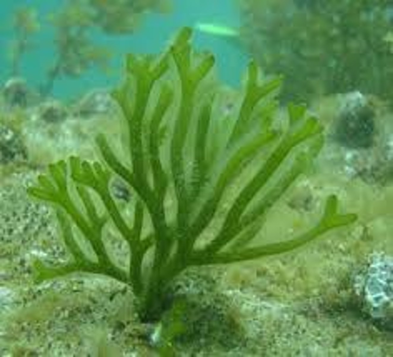 <p>(Ulvophyceae)</p><p>rope-like branched filaments</p>