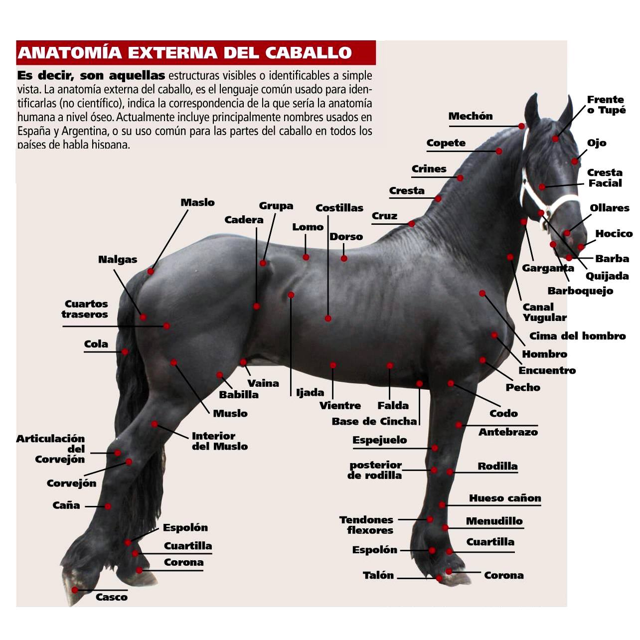 <p><strong>EXTREMIDAD ANTERIOR:</strong><br><span>(18) Cima del hombro</span><br><span>(19) Hombro</span><br><span>(20) Encuentro</span><br><span>(21) Pecho</span><br><span>(22) Codo</span><br><span>(23) Antebrazo</span><br><span>(24) Rodilla</span><br><span>(25) Hueso cañón</span><br><span>(26) Tendones flexores</span><br><span>(27) Menudillo</span><br><span>(28) Cuartilla</span><br><span>(29) Corona</span><br><span>(30) Casco</span><br><span>(31) Espolón (anterior)</span></p>