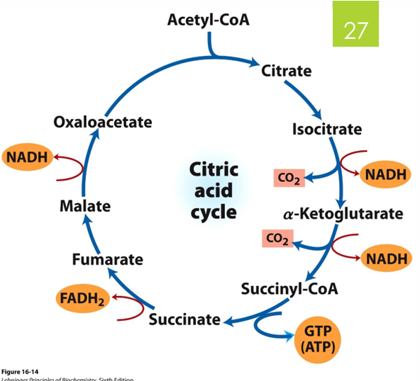 <ul><li><p>3 NADH</p></li><li><p>1 FADH2</p></li><li><p>1 GTP —&gt; ATP </p></li><li><p>releases 2 CO2</p></li></ul><p></p>