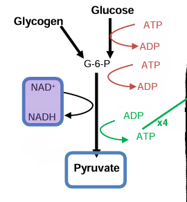 <ul><li><p>glucose needs to get converted to glucose 6 phosphaet (1ATP) but glucogen is good (0 ATP)</p></li></ul><p></p>