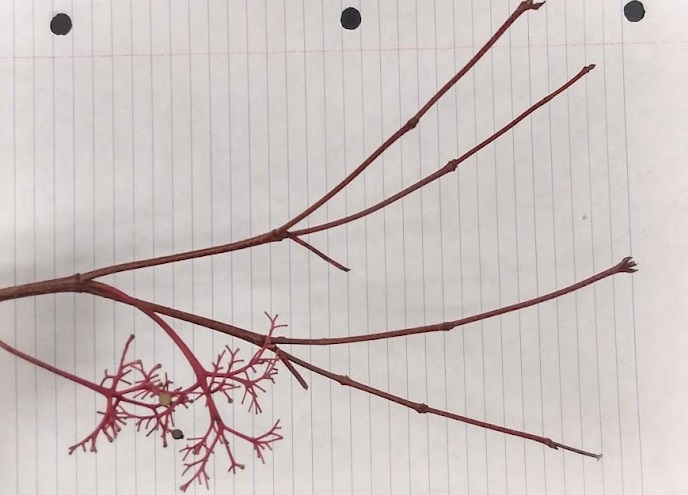 <p>multi-stemmed twig, buds dark brown and valvate, upright red stems (become grey-ish)</p>