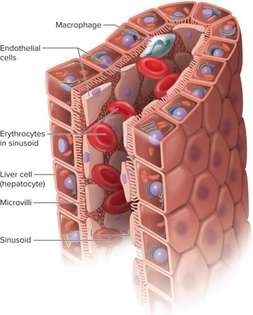 <p>Cross endothelial lining in sinusoids.</p>