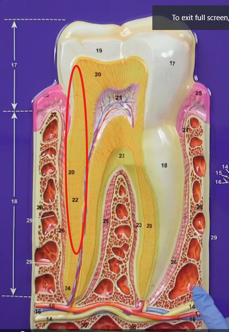knowt flashcard image