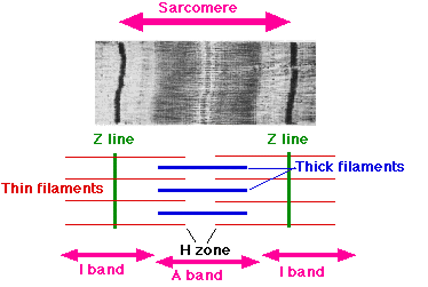 <p>-There are myofibrils in muscles fibres</p><p>-Sarcomeres are the repeating units in myofibrils and they are arranged end to end, shortening during muscle contraction.</p><p>-Nerve impulses stimulate muscle contraction by triggering a release of calcium ions from the sarcoplasmic reticulum.</p><p>-These calcium ions then bind to troponin</p><p>-Troponin then causes tropomyosin to move, exposing the actin binding sites</p><p>-The myosin heads form cross-bridges with the actin filaments</p><p>-The myosin heads then change shape, pulling the actin towards the centre of the sarcomere</p><p>-ATP is used to break the cross bridges, allowing them to move back to their original positions.</p><p>-If calcium ions are still present, this cycle will continue, further contracting the muscles</p><p>-Labelled diagram of actin/myosin (+myosin heads, actin are the thin filaments, myosin are thick filaments)</p>