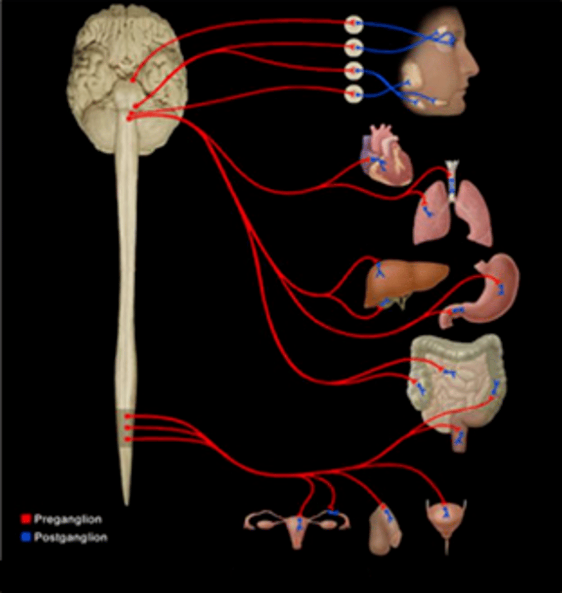 <p>Craniosacral (parasympathetic) pathways</p>