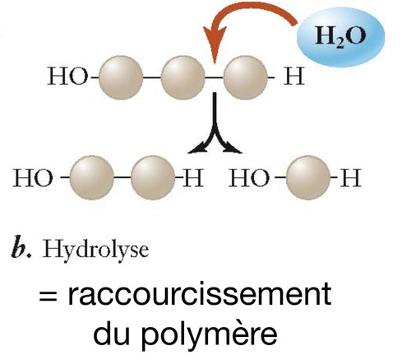 <p>Réaction de rupture de la liaison des monomères. On gagne une molécule d'eau</p>