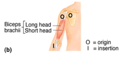 <p>flexes elbow joint</p>