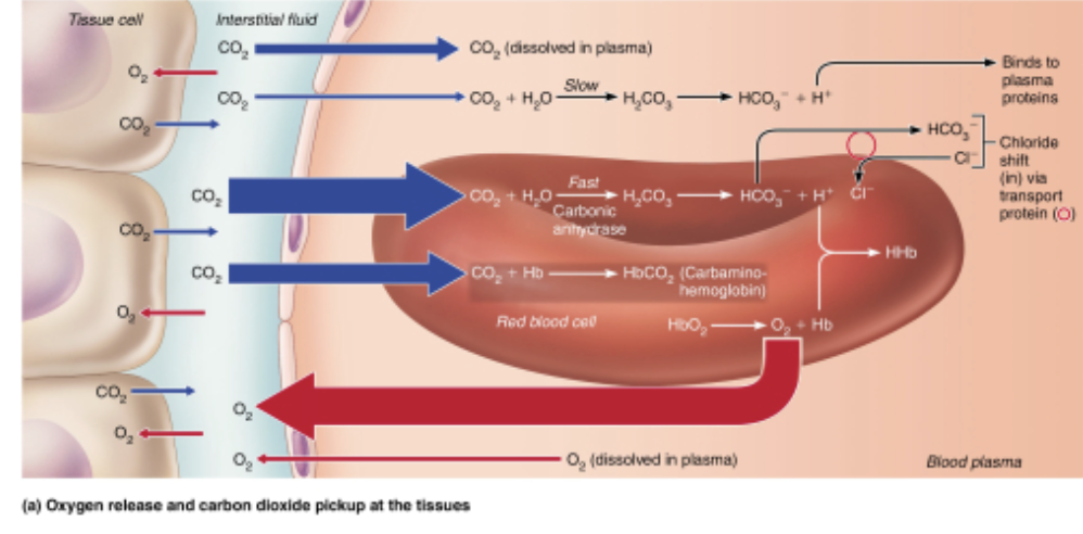 <p><strong>Which of the following would induce the loss of oxygen from hemoglobin and the blood?</strong></p><ul><li><p><strong>A.)&nbsp;</strong>a decrease in plasma carbon dioxide</p></li><li><p><strong>B.) </strong>an increase in hemoglobin that already has one or more oxygen molecules bound to it</p></li><li><p><strong>C.)</strong> a drop in blood pH</p></li><li><p><strong>D.)</strong> a decrease in blood temperature</p></li></ul><p></p>