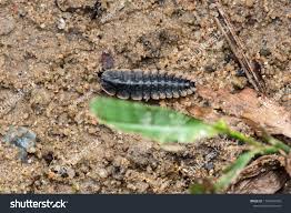 <p>Whole body is segmented, line runs down the middle that kind of looks like a spine, head is rounder than the rest of body</p>