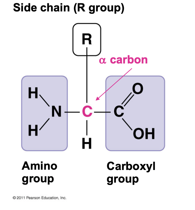 <ul><li><p>Amino group</p></li><li><p>Alpha carbon</p></li><li><p>Carboxyl group</p></li><li><p>R group (side chain)</p></li><li><p>r group determines properties of amino acid</p></li></ul>