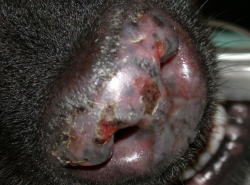 <ul><li><p><span style="color: rgb(136, 136, 136);"><strong>Et:</strong></span><strong> <u>UV damage</u></strong>, Ab keratinocyte apoptosis, <strong><u>Benign cutaneous w/ NO systemic involvement</u></strong></p><ul><li><p><u>#2 IM skin disease in dogs (rare in cats) → PF is #1</u></p></li></ul></li></ul><ul><li><p><span style="color: rgb(136, 136, 136);"><strong>Sig:</strong></span> Collies, GSDs, Shelties, Huskies, Brittany spaniels, GSPs</p></li><li><p><span style="color: rgb(136, 136, 136);"><strong>Cs:</strong></span><strong> depigmentation, erythema, loss of cobblestone textur</strong>e, ulcers, crusting, alopecia, permanent leukoderma</p><ul><li><p><strong>nose, muzzle bridge, lips</strong>, alar folds, (less common) ears/face(cats), eye lids, foot pads</p><img src="https://knowt-user-attachments.s3.amazonaws.com/4cf56f2e-4374-4d13-ad11-979851668e4f.png" data-width="50%" data-align="center" alt="Uncommon areas CS"><ul><li><p><strong><u>Lesions starts</u></strong>: nasal planum and haired skin → up bridge of nose </p></li></ul></li></ul></li><li><p><span style="color: rgb(136, 136, 136);"><strong>Dt:</strong></span> biopsy, Immunopath (Ig, complement at BMZ)</p></li><li><p><span style="color: rgb(136, 136, 136);"><strong>Tx: </strong></span>UV protection topical steroids, <u>topical tacrolimus, cyclosporine</u>, Vit E, EFAs, glucocorticoids</p><ul><li><p>Good prognosis, will scar</p><ul><li><p><strong><u>TX for life if severe dz</u></strong></p></li></ul></li></ul></li></ul><p></p>