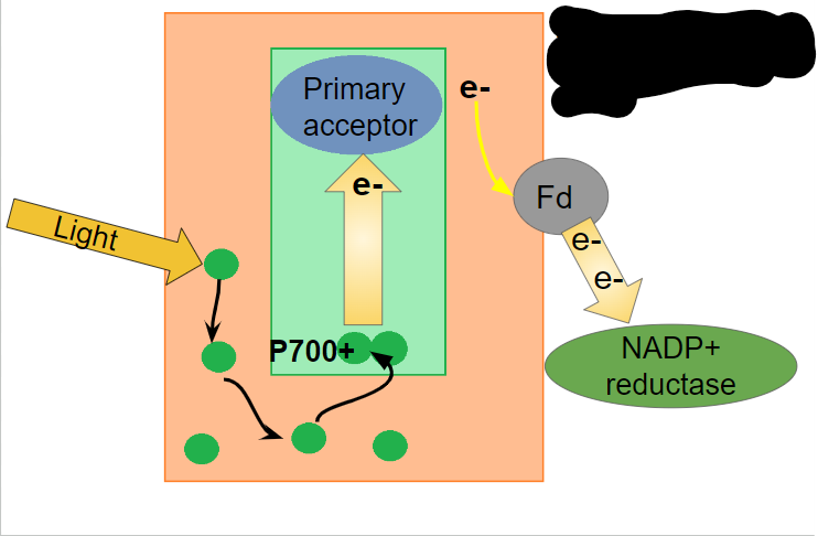 <p>What happens in the second step of photosystem I?</p>