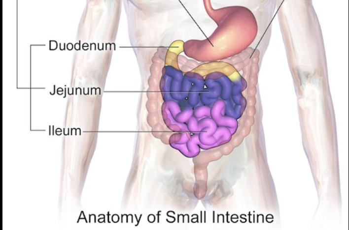 <p>jejunum: plicae</p>