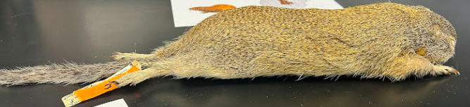 <p>Franklin’s Ground Squirrel</p><p>Sciuridae</p>