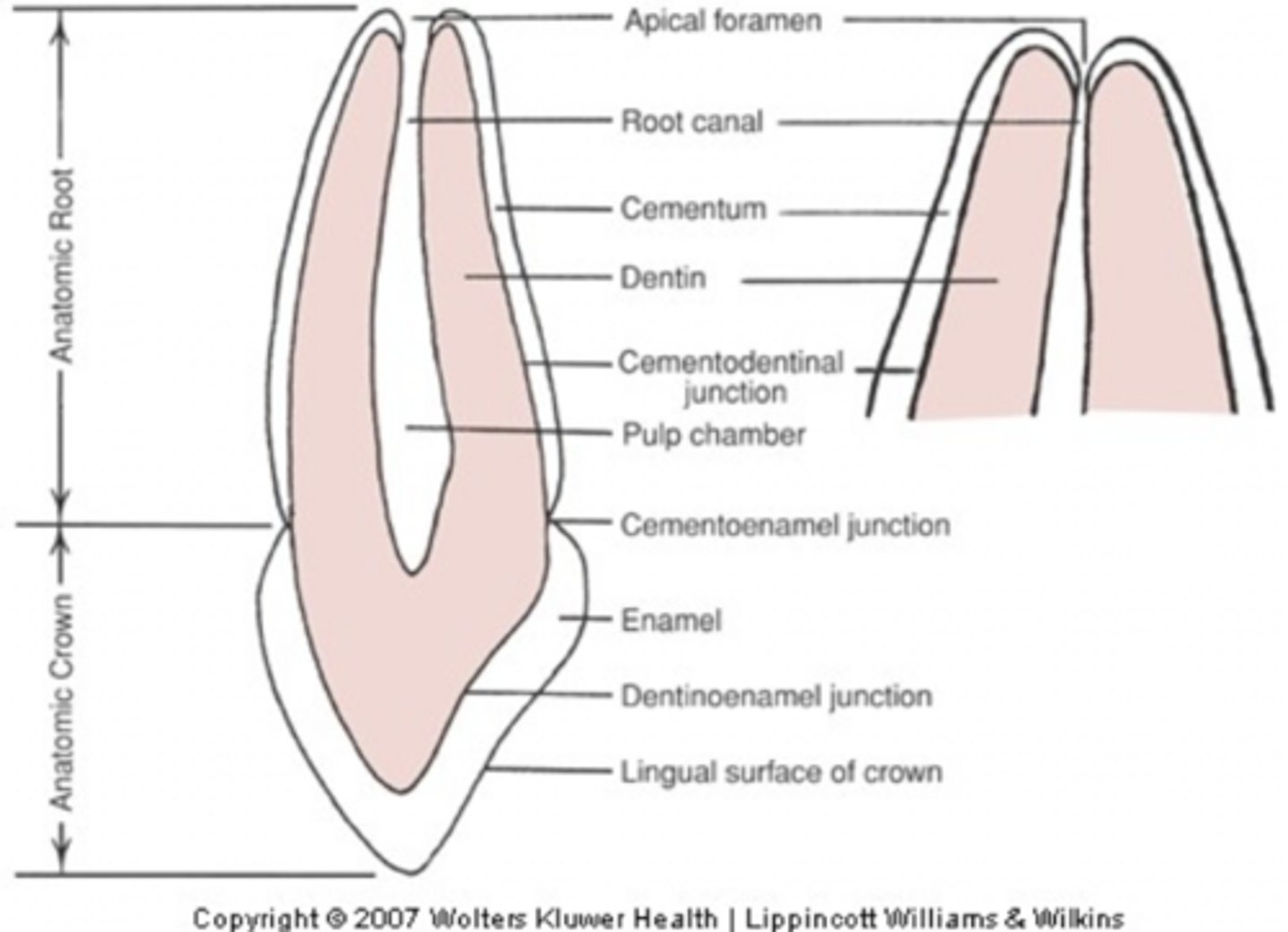 <p>- Mesial, Distal</p><p>- Facial, Lingual</p><p>- Apical</p><p>- Occlusal, Incisal</p><p>- Cervical</p>