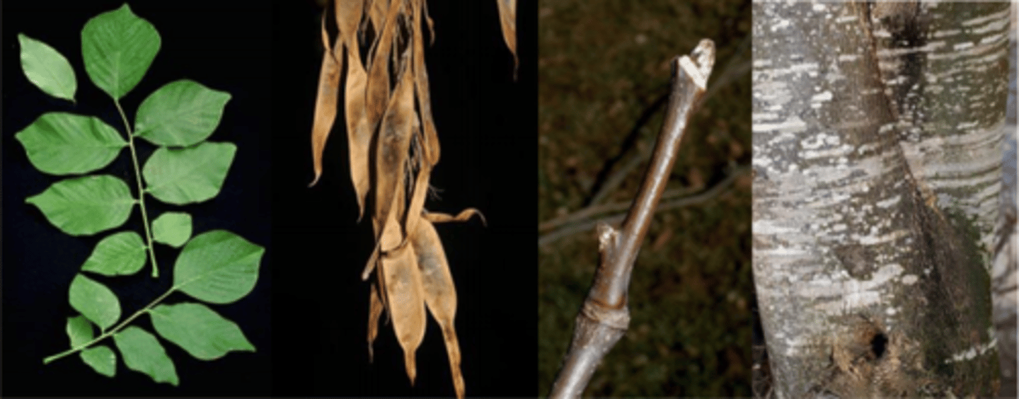 <p>Leaves: alternate, pinnately compound, 5-11 leaflets that are not always opposite. Each leaflet attached to rachis by a petiolule. Base of petiole completely encloses bud (like Platanus sp.). Leaflet margins entire w/ abrupt, acuminate tip. Waxy top and yellow/orange/brown near margin in fall</p><p>Twigs: slender, zig-zag growth pattern; shiny, brown.</p><p>Buds: no terminal buds present. Lateral buds are hairy w/ usually 2-4 small buds clumped together. </p><p>Flowers: May-June, white, pendulous clusters, fragrant. </p><p>Fruit: thin, flat papery, indehiscent, pendent, 1'3" long x ½" wide </p><p>Bark: Very smooth (like elephant skin), light gray color, similar to American beech; no fissures. </p><p>Form/Silvics: limited range in extreme southern MO; prefers rocky drainages/protected sites. Extensively grown as an ornamental tree (bark, flowers).</p>