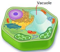 <p>-Can take up to 90% of plant cell </p><p>-Large vacuole causes pressure that helps plants support plant structures</p><p>-Serves as a storage area</p><p>-Animals cells have small vacuoles</p>