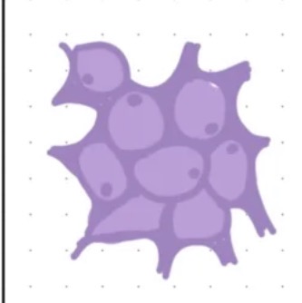 <ul><li><p>wypełnia puste przestrzenie między innymi tkankami </p></li></ul><p></p>