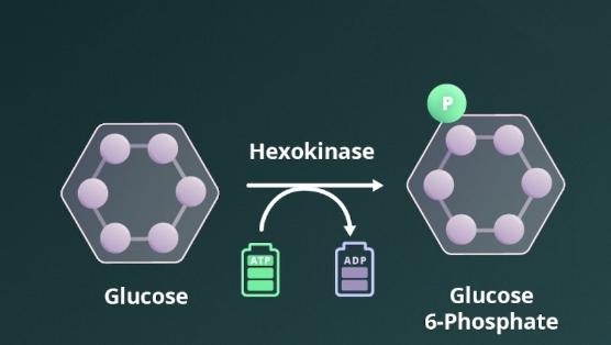 <p>Glucose to Glucose 6- Phosphate </p>