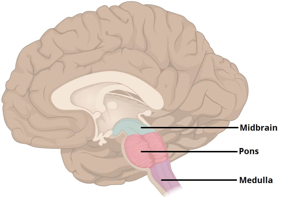 <p>connects the hindbrain with forebrain (controls some motor movement, transmits auditory and visual information)</p>