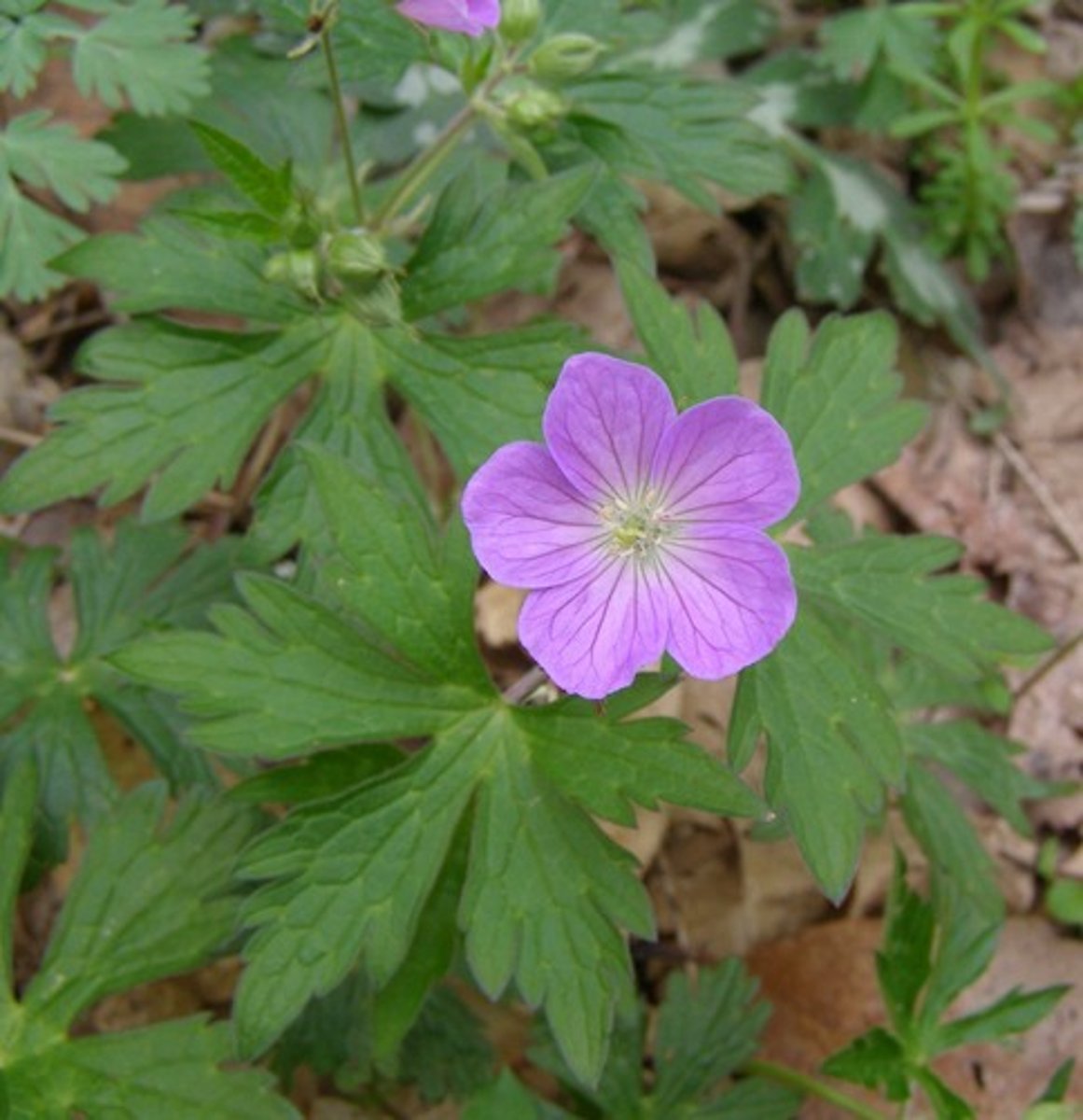 <ul><li><p>palmate leaves with lobes at tips</p></li><li><p>5-merous flower</p></li><li><p>hairs</p></li></ul><p>Species</p>