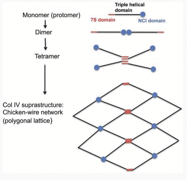 <p>It is composed of 4 proteins to make a molecular subunit. It is shaped like “chicken wire” and interconnects many proteins to provide strength </p>