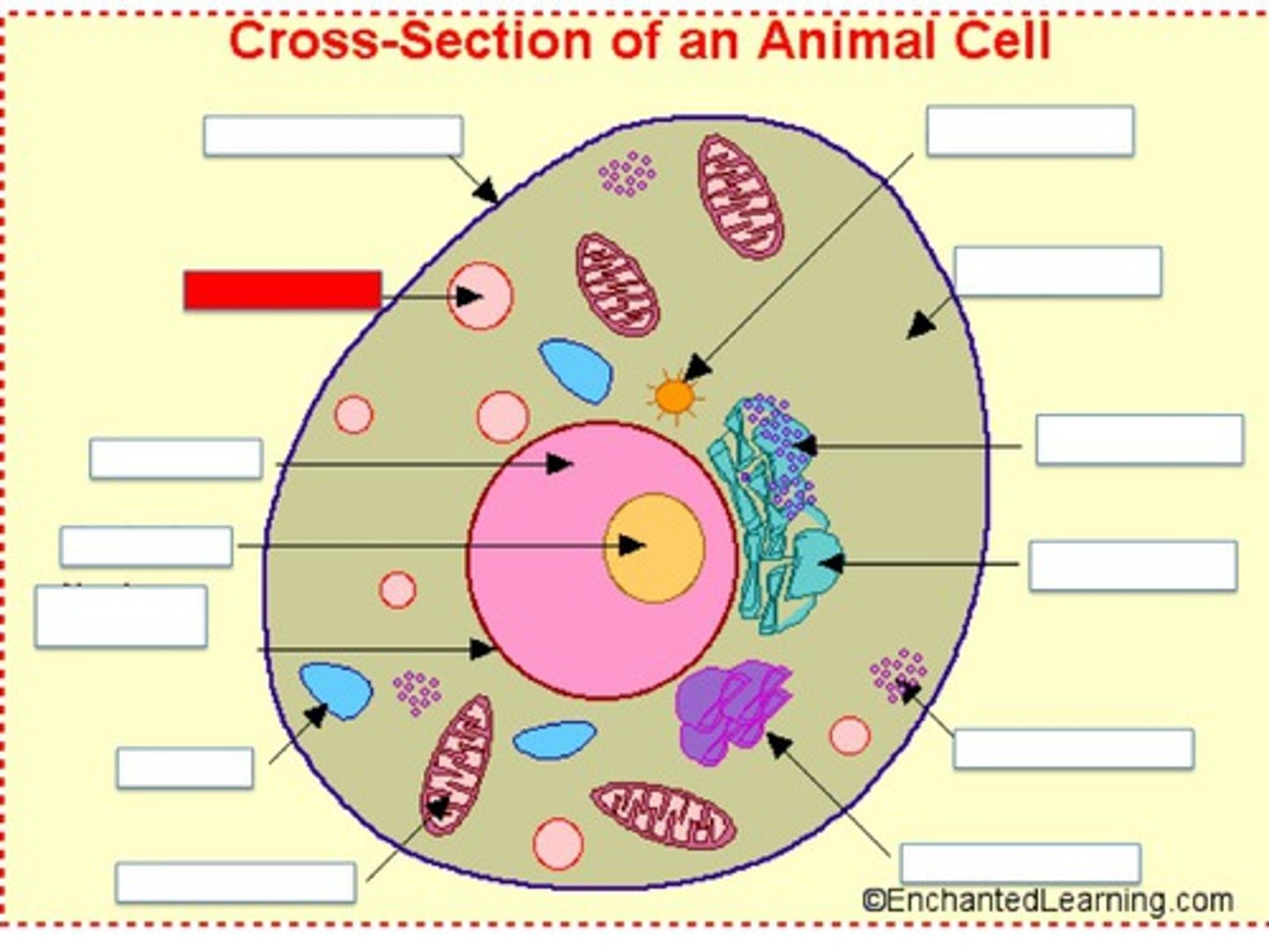 <p>They act as the digestive system in the cell, breaking down old and unneeded parts. They also break down substances brought from outside the cell.</p>