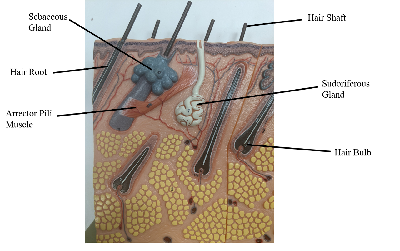 <p>creates oil (holocrine), moisten the skin + can cause acne </p>