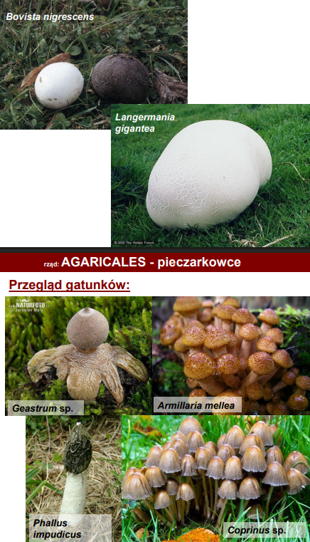 <p>rząd: Agaricales - pieczarkowce</p>