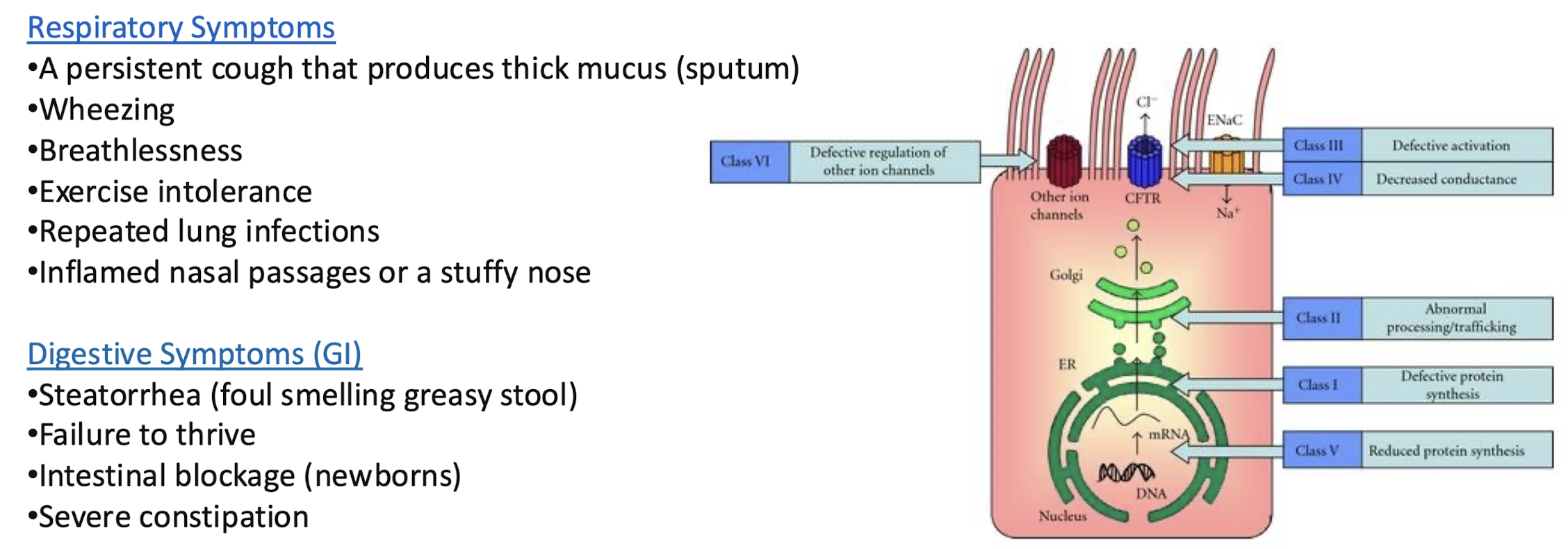 <p><strong>Membrane protein and chloride channel in vertebrates that is encoded by the CFTR gene.</strong></p><p>The CFTR gene <strong>codes for an ABC transporter-class ion channel protein</strong> that conducts <strong>chloride ions across epithelial cell membranes</strong></p>