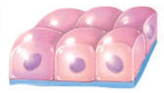 <p>this cell shape is cube-shaped and is tall as it is wide; its apical surface have microvilli and function in secretion and absorption</p>